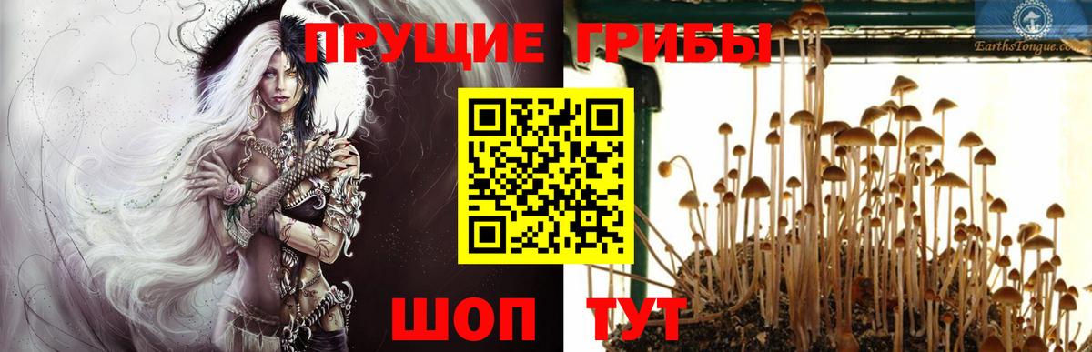 купить   Вход с VPN  Псилоцибиновые грибы Magic Shrooms  Новозыбков  Галлюциногенные грибы GOLDEN TEACHER 